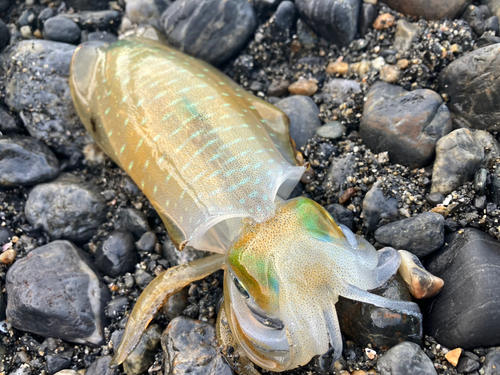 アオリイカの釣果