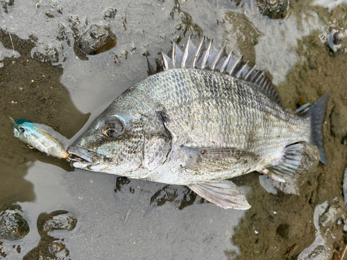 チヌの釣果