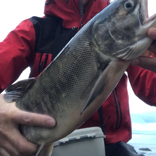 アキアジの釣果