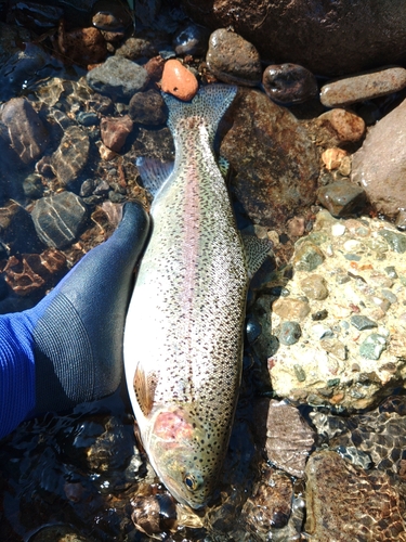 ニジマスの釣果