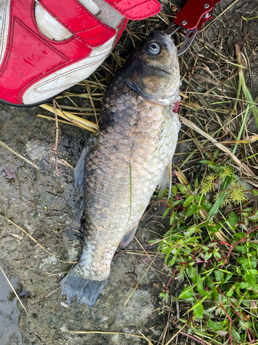 フナの釣果