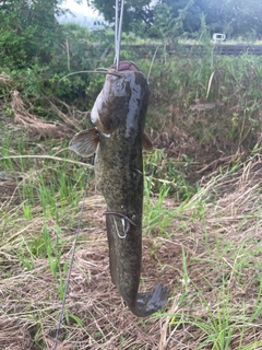 ナマズの釣果