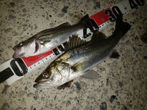 シーバスの釣果