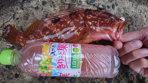 キジハタの釣果