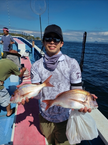 マダイの釣果