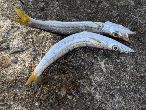 カマスの釣果