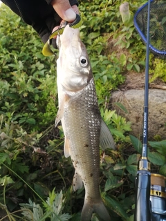 ニゴイの釣果