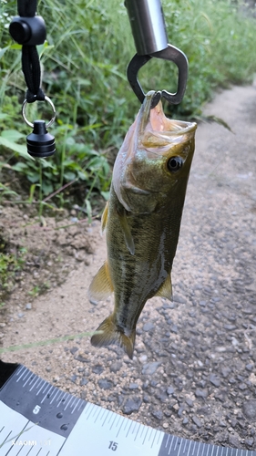 ブラックバスの釣果