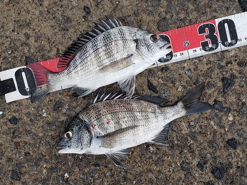 クロダイの釣果