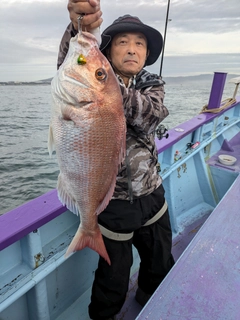 マダイの釣果