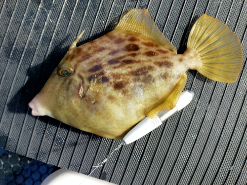 カワハギの釣果