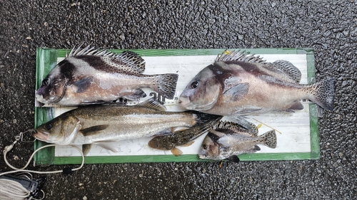 コショウダイの釣果