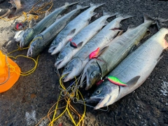 シロザケの釣果