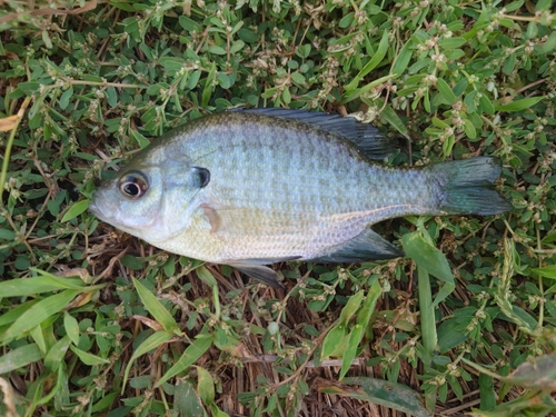 ブルーギルの釣果