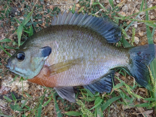 ブルーギルの釣果