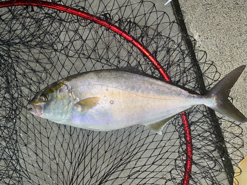 ショゴの釣果