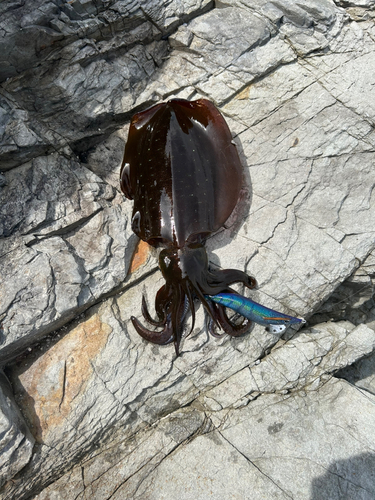 アオリイカの釣果