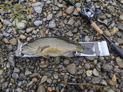 スモールマウスバスの釣果