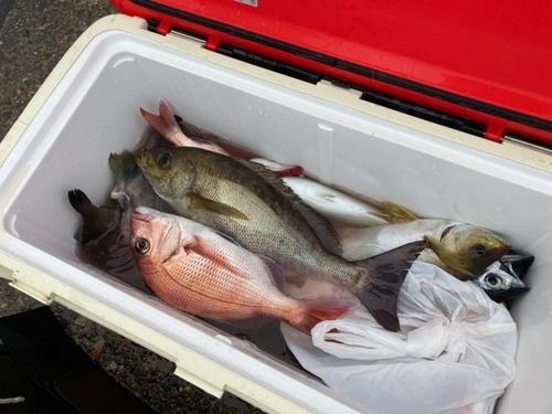 ハナダイの釣果