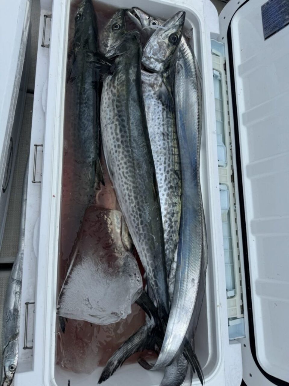 BAY WORKS TOKYO 釣果さんの釣果 3枚目の画像