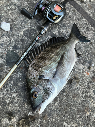 クロダイの釣果