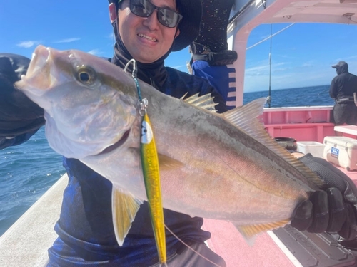 カンパチの釣果