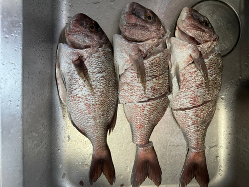 タイの釣果