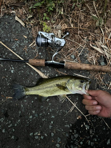 ラージマウスバスの釣果