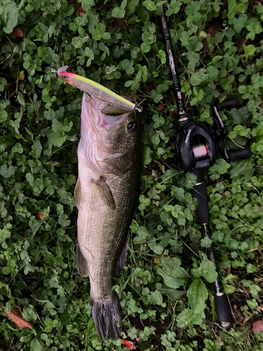 ラージマウスバスの釣果