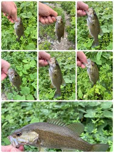 スモールマウスバスの釣果