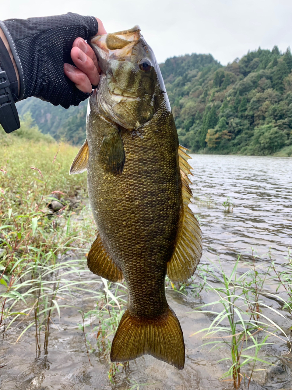 スモールマウスバス