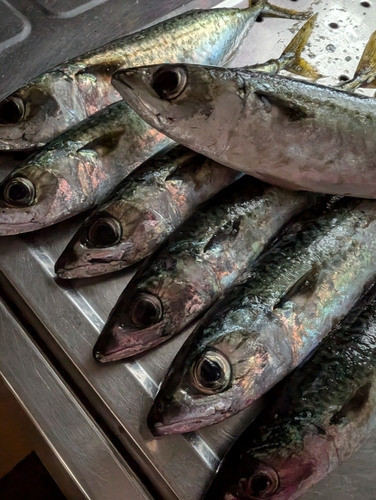 サバの釣果