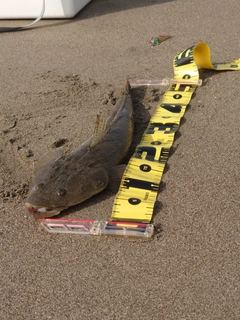 マゴチの釣果