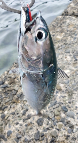 マルソウダの釣果