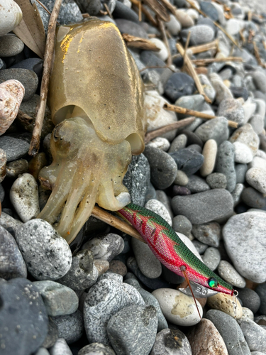 コウイカの釣果