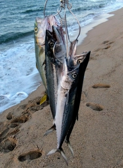 サゴシの釣果