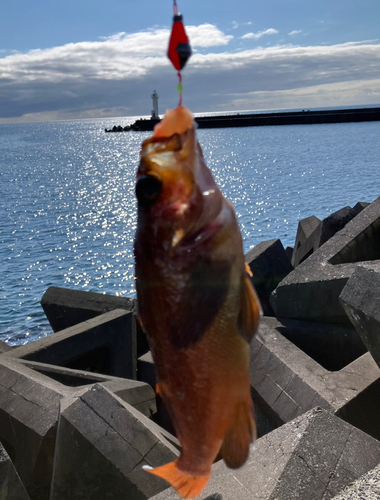 ガヤの釣果