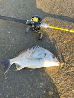 キビレの釣果