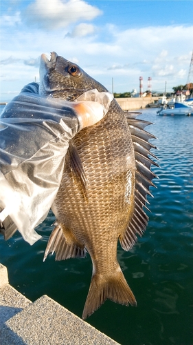 チヌの釣果