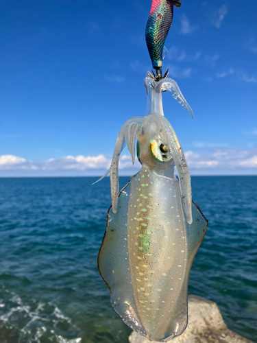 アオリイカの釣果