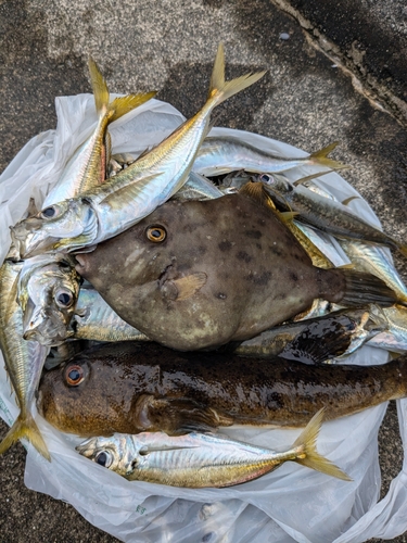 アジの釣果