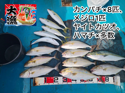 カンパチの釣果