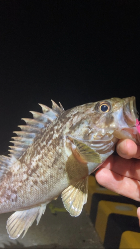 クロソイの釣果