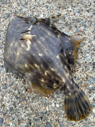 カワハギの釣果