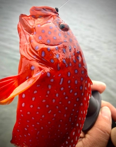 ユカタハタの釣果