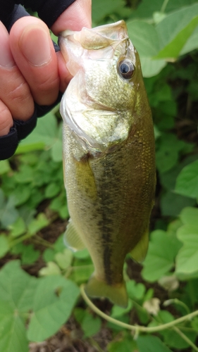 ラージマウスバスの釣果