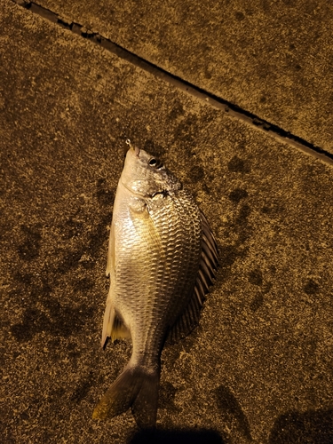 キビレの釣果