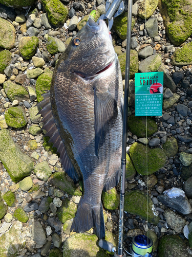 クロダイの釣果