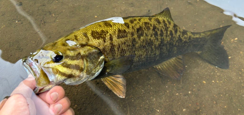 スモールマウスバスの釣果