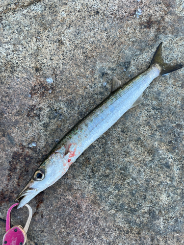 タイワンカマスの釣果